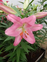 [4198 Gerez No02.JPG]